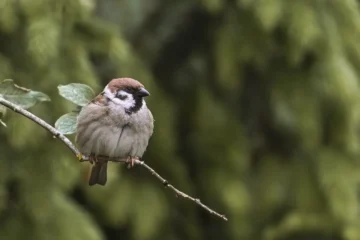 すずめちゃん